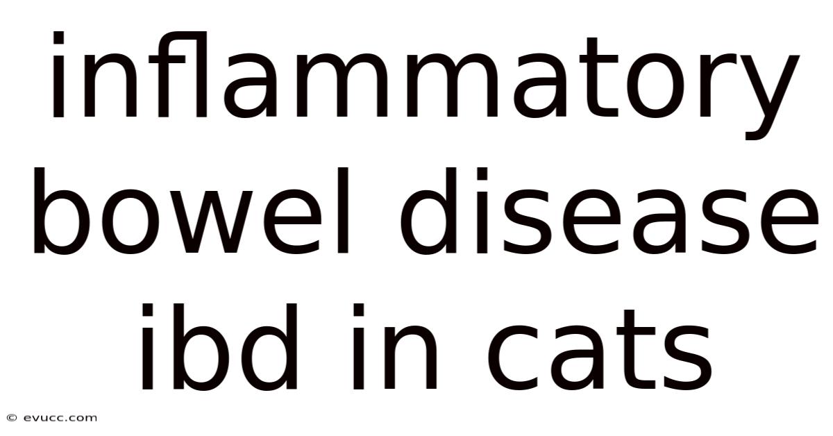 Inflammatory Bowel Disease Ibd In Cats