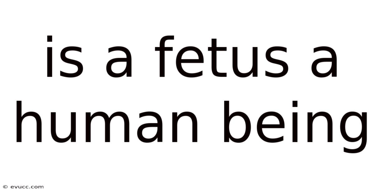 Is A Fetus A Human Being