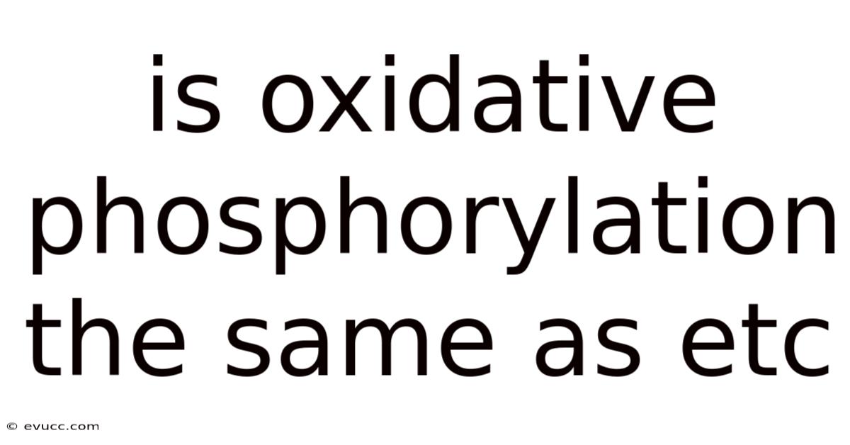Is Oxidative Phosphorylation The Same As Etc