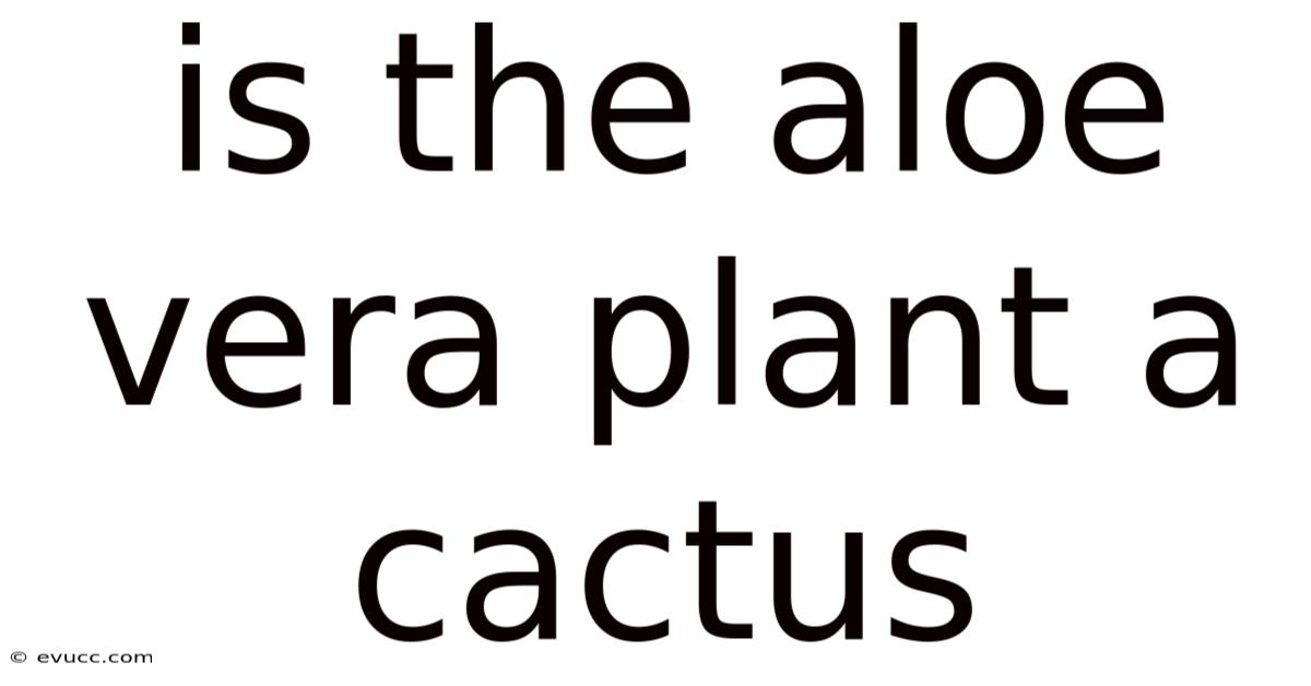 Is The Aloe Vera Plant A Cactus