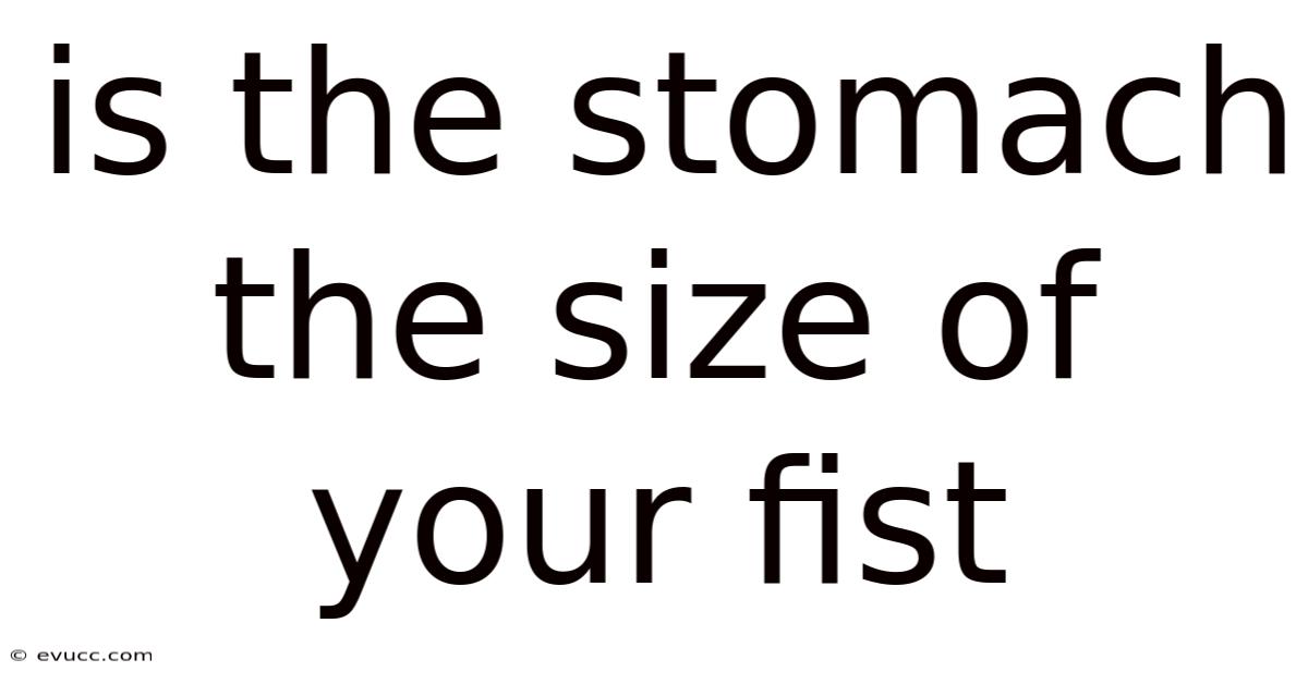 Is The Stomach The Size Of Your Fist