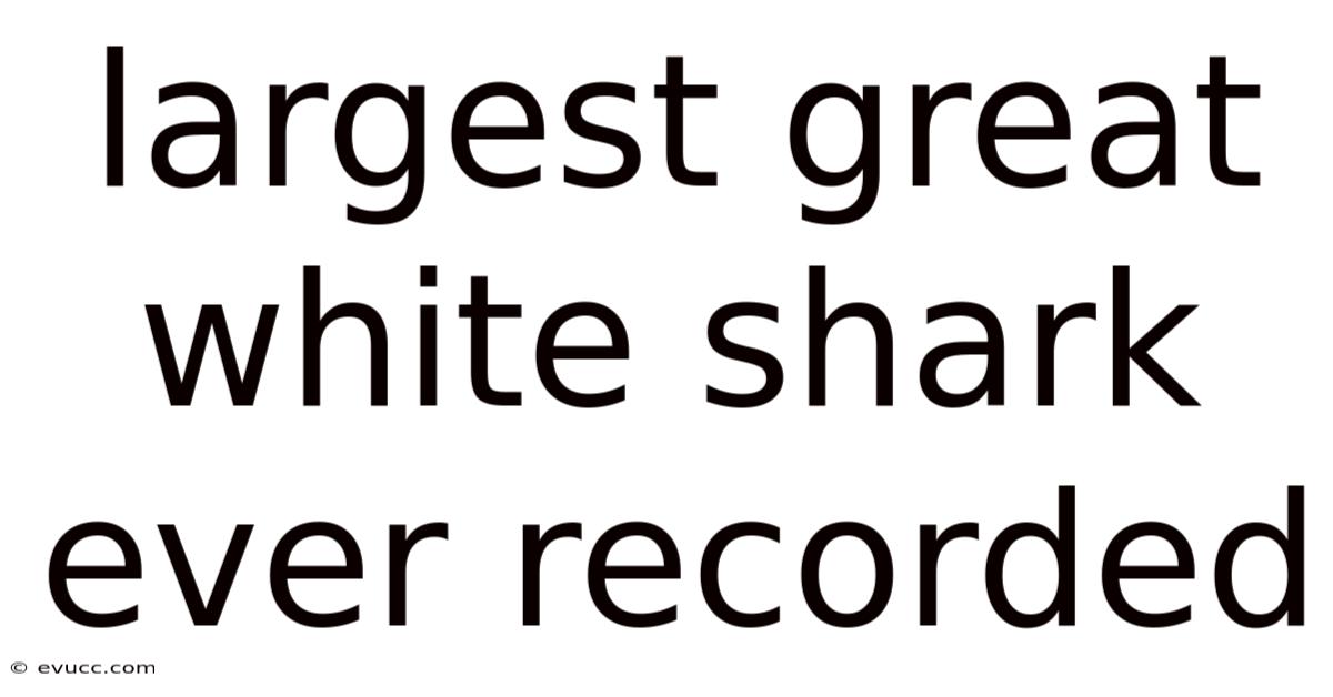 Largest Great White Shark Ever Recorded