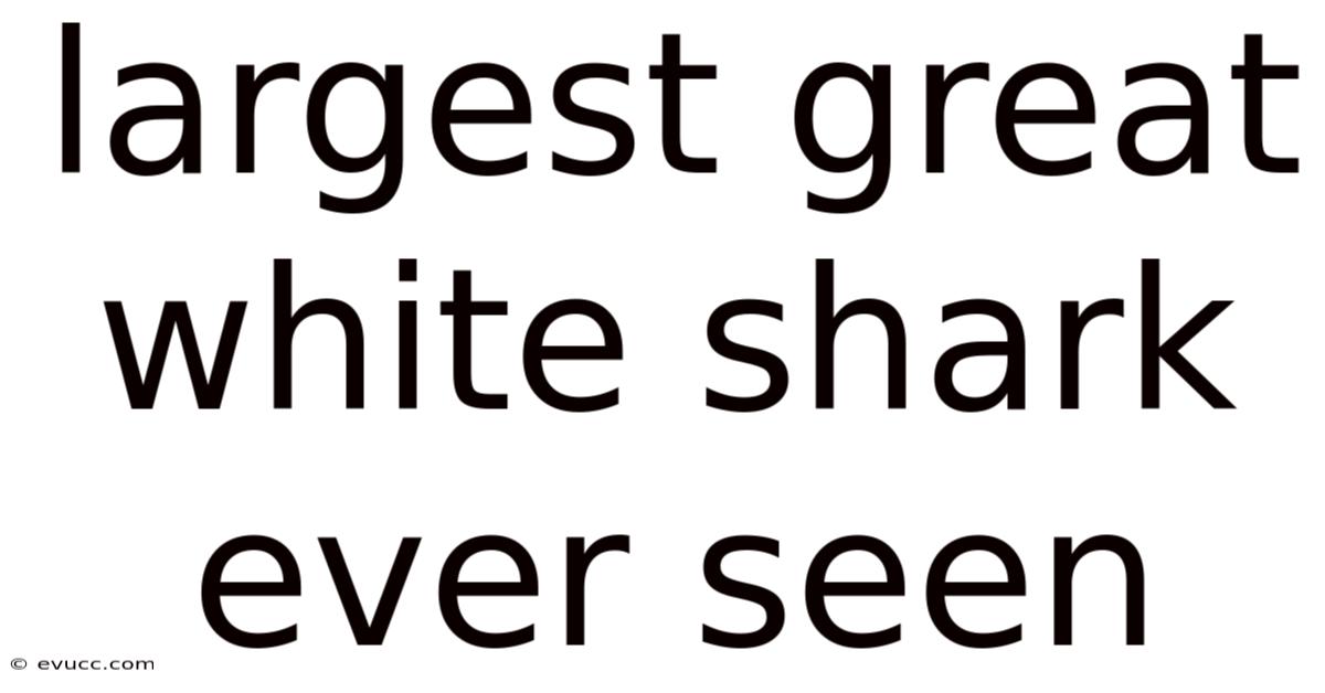 Largest Great White Shark Ever Seen