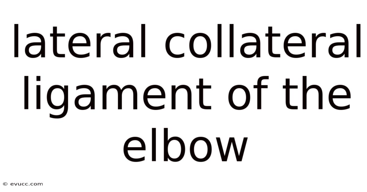 Lateral Collateral Ligament Of The Elbow