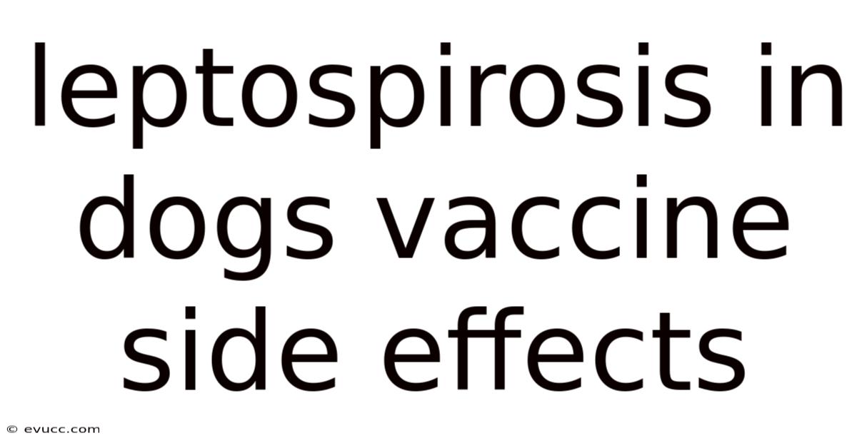 Leptospirosis In Dogs Vaccine Side Effects
