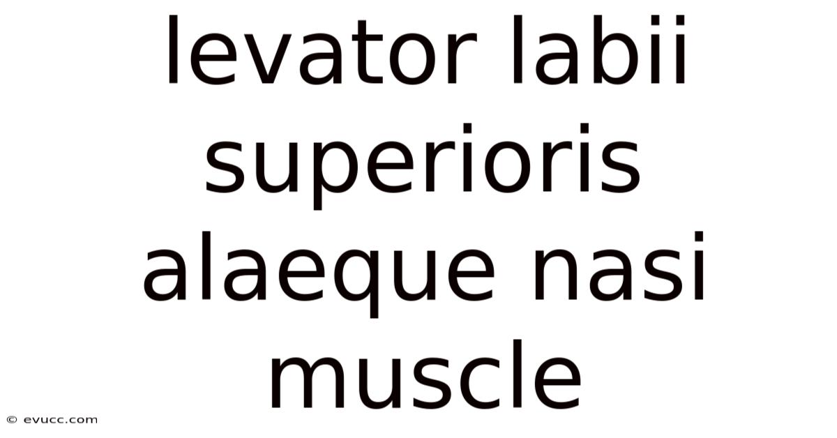 Levator Labii Superioris Alaeque Nasi Muscle