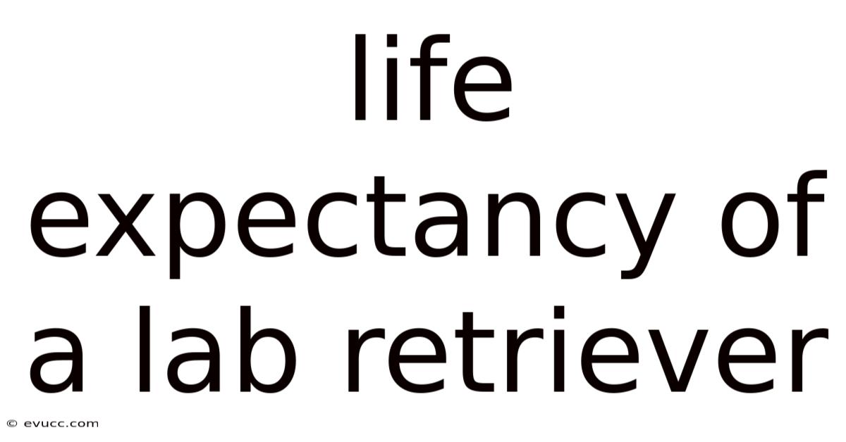 Life Expectancy Of A Lab Retriever