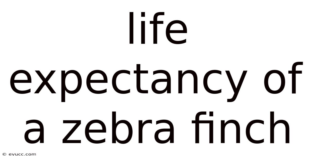 Life Expectancy Of A Zebra Finch
