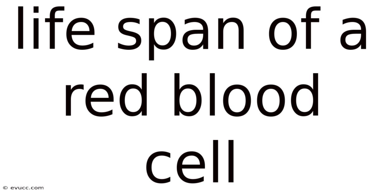 Life Span Of A Red Blood Cell