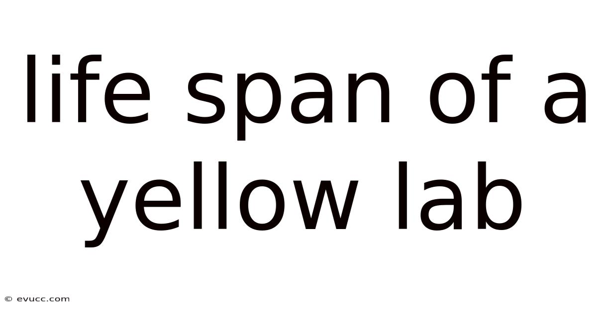 Life Span Of A Yellow Lab
