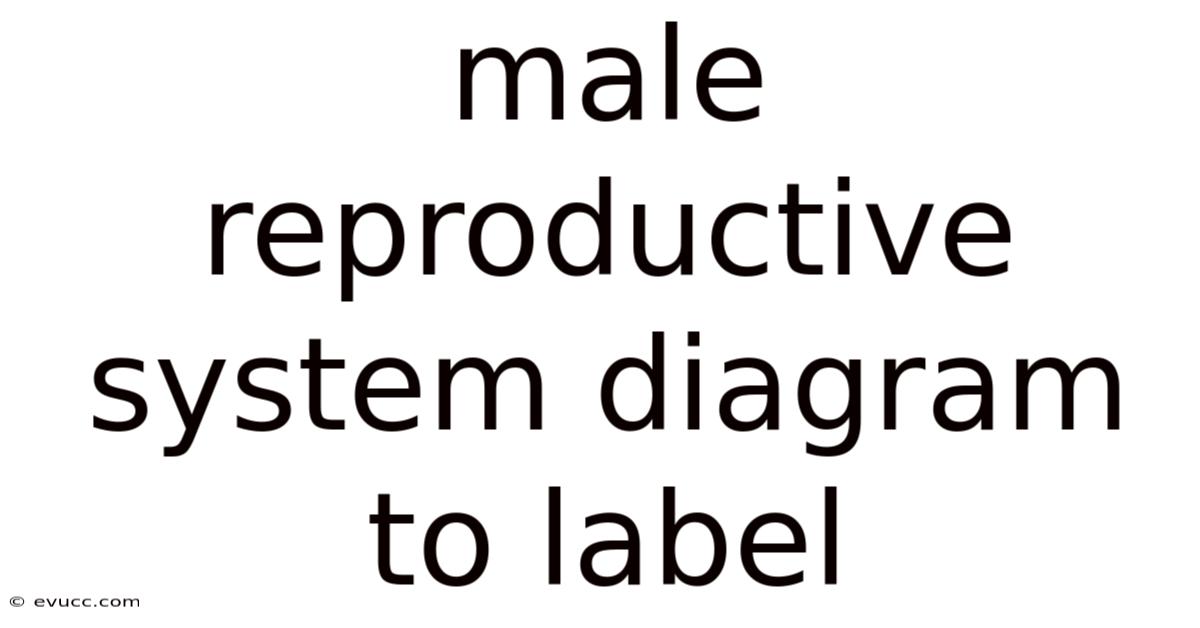 Male Reproductive System Diagram To Label