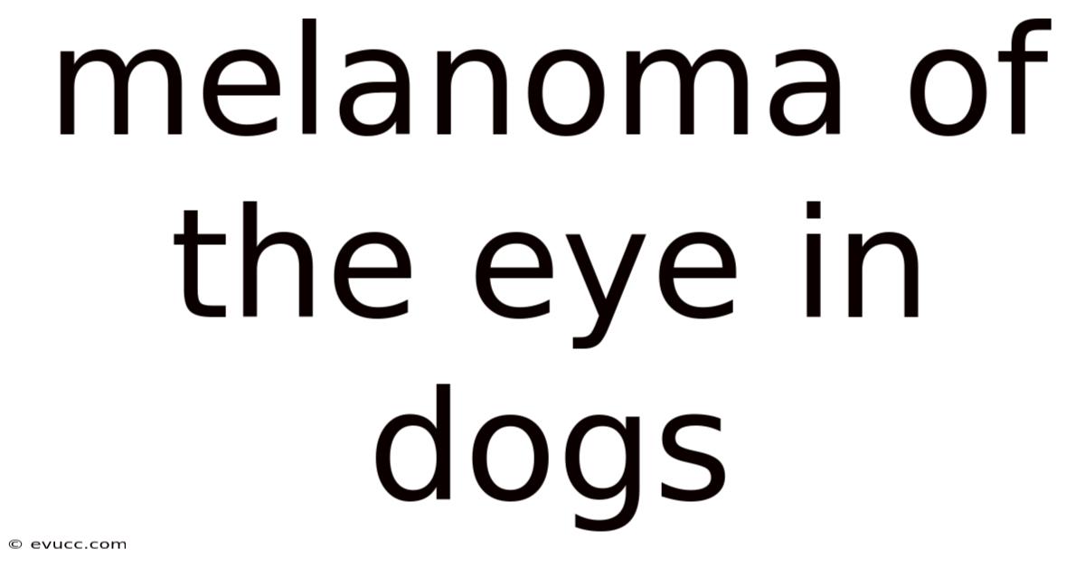 Melanoma Of The Eye In Dogs