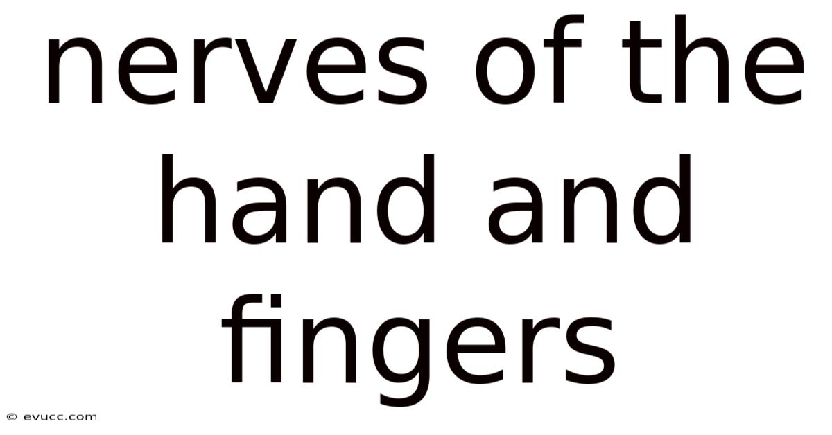 Nerves Of The Hand And Fingers