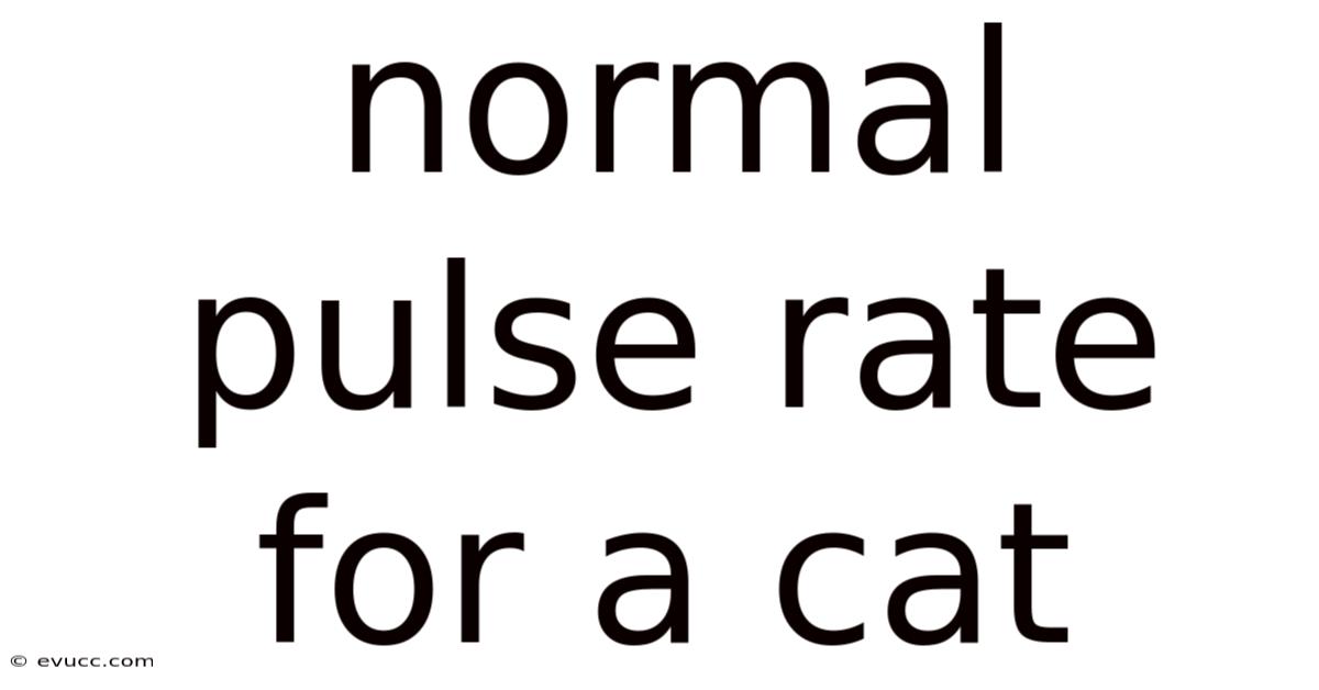 Normal Pulse Rate For A Cat