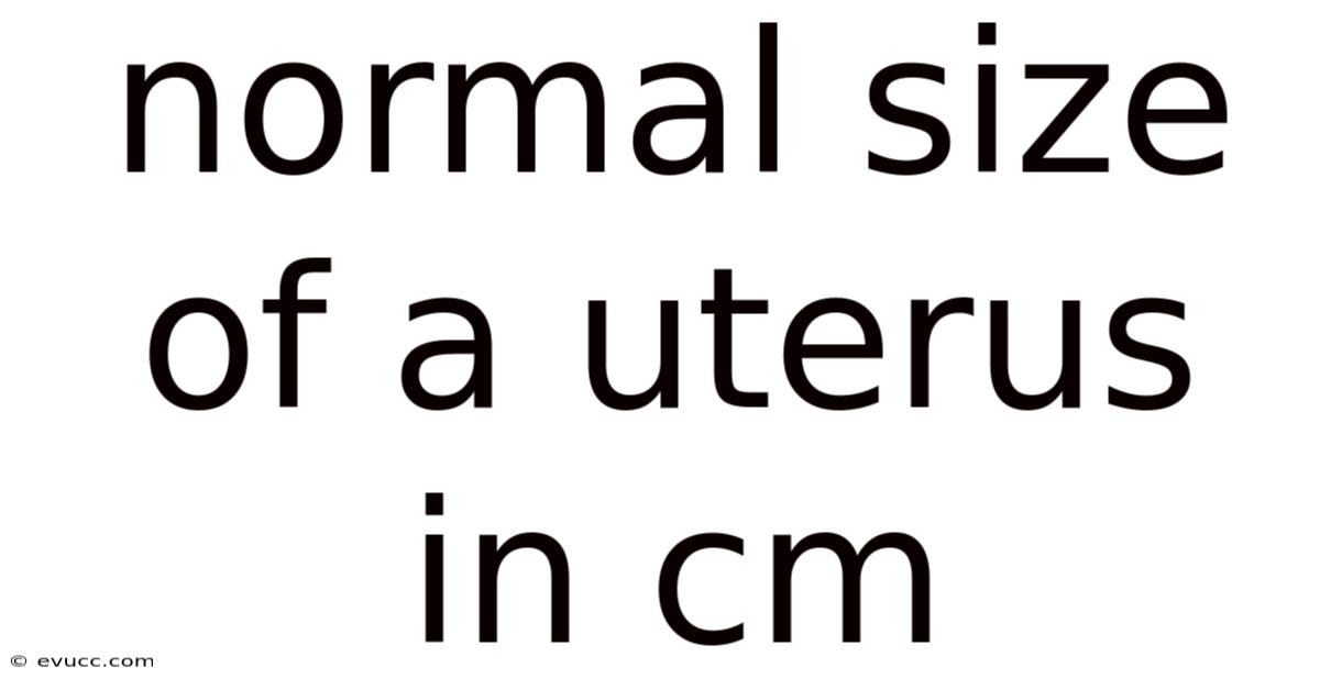 Normal Size Of A Uterus In Cm
