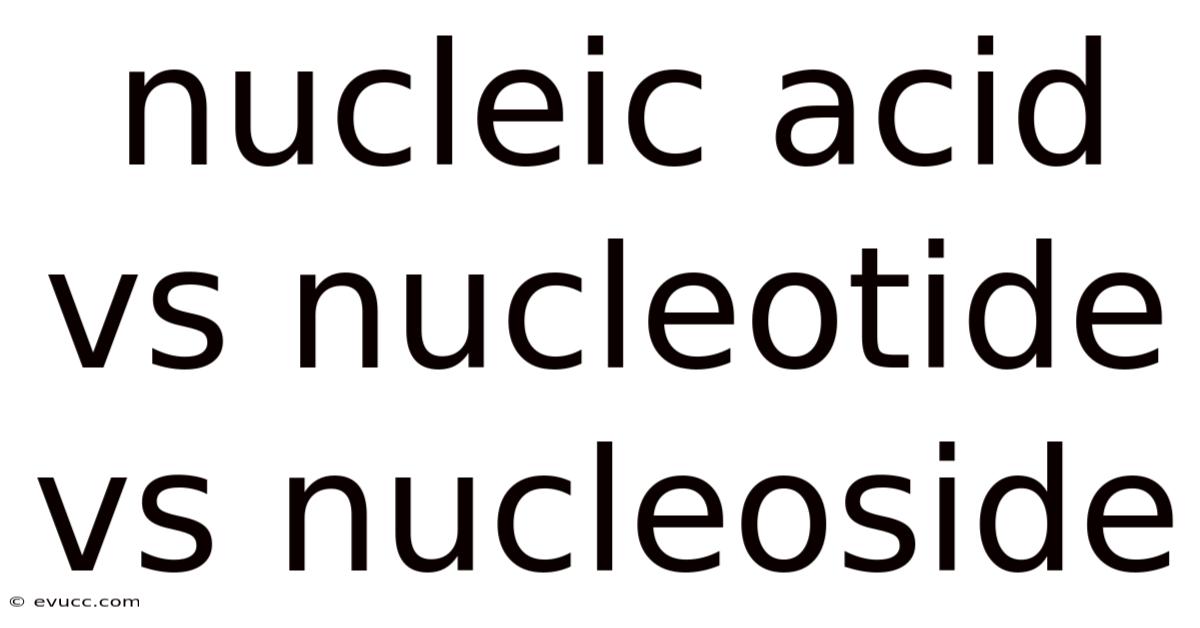 Nucleic Acid Vs Nucleotide Vs Nucleoside