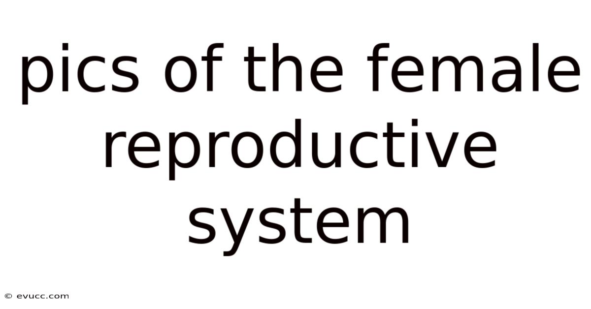 Pics Of The Female Reproductive System