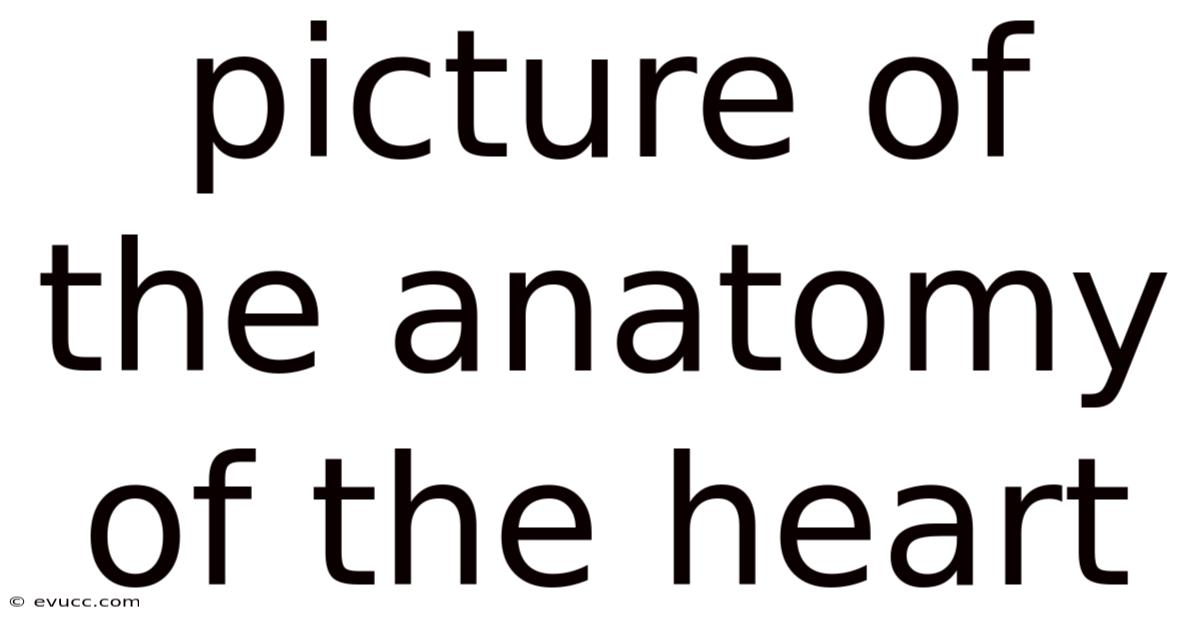 Picture Of The Anatomy Of The Heart