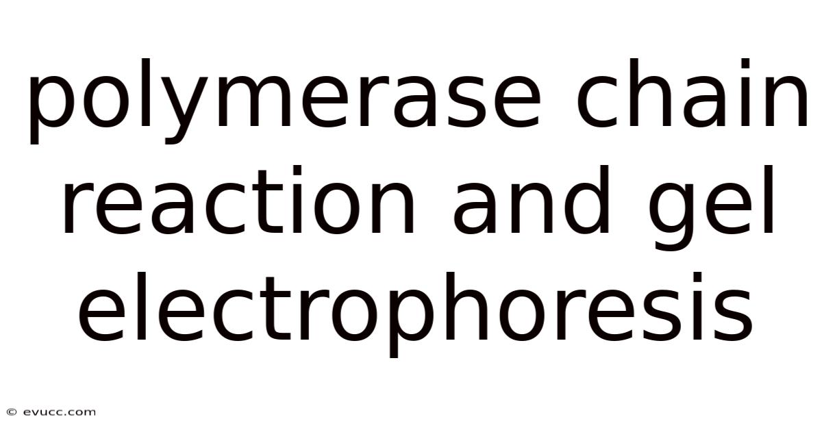 Polymerase Chain Reaction And Gel Electrophoresis