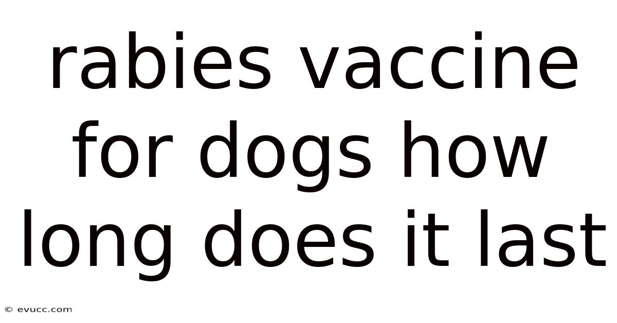 Rabies Vaccine For Dogs How Long Does It Last
