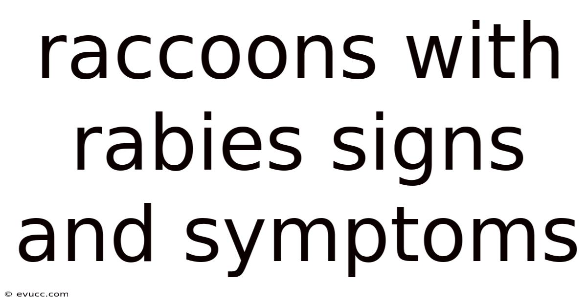 Raccoons With Rabies Signs And Symptoms