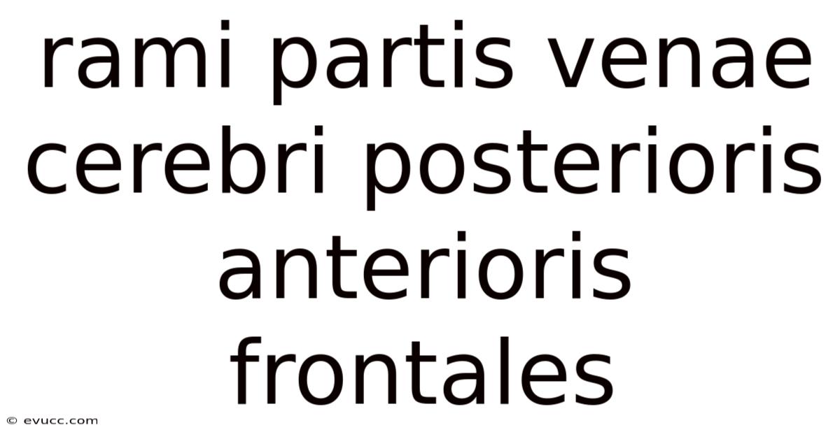 Rami Partis Venae Cerebri Posterioris Anterioris Frontales