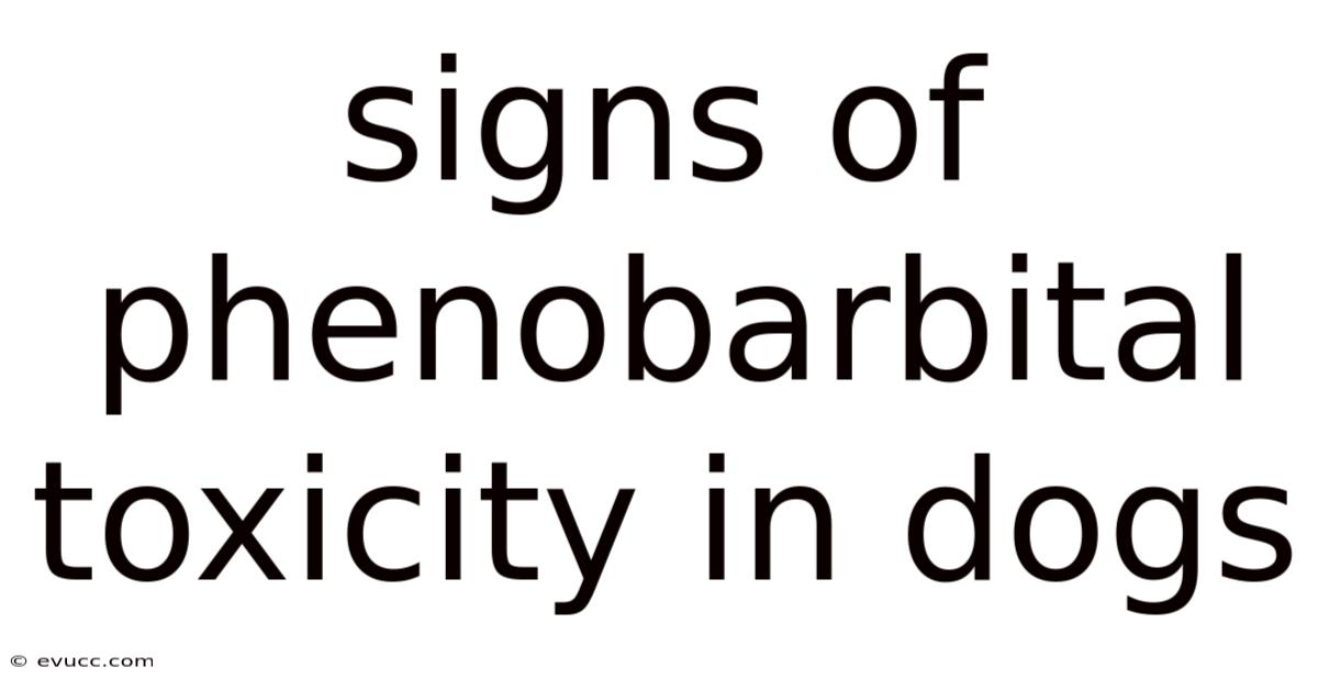Signs Of Phenobarbital Toxicity In Dogs