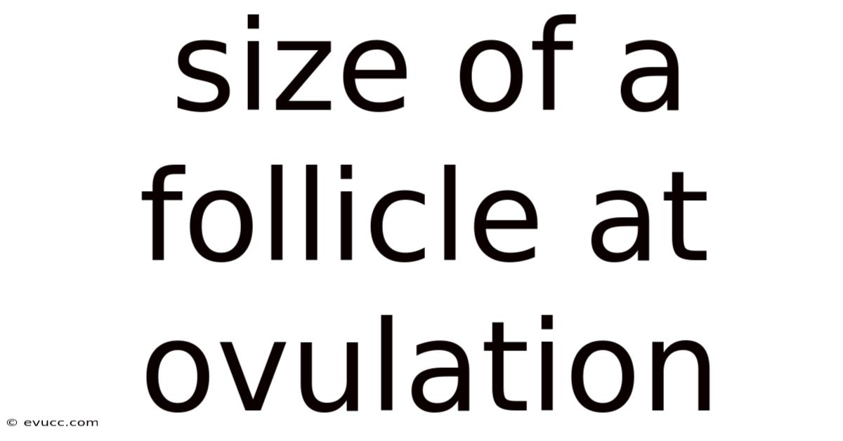 Size Of A Follicle At Ovulation