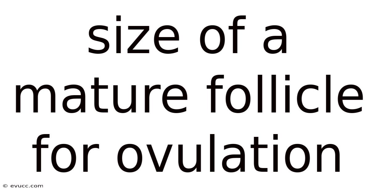 Size Of A Mature Follicle For Ovulation