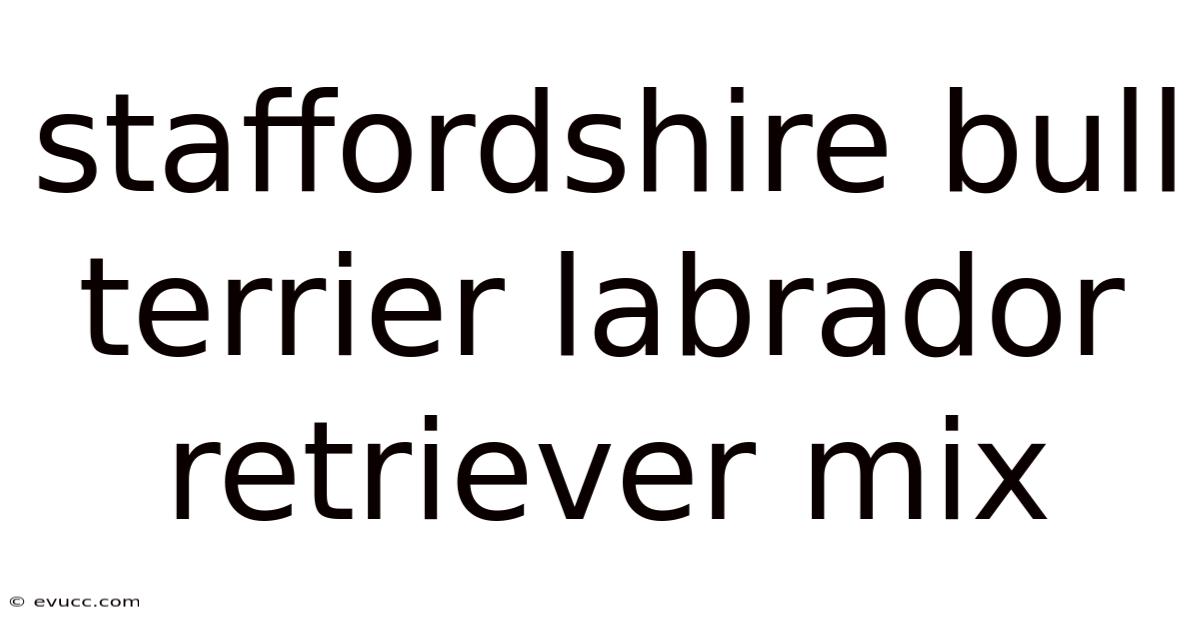 Staffordshire Bull Terrier Labrador Retriever Mix