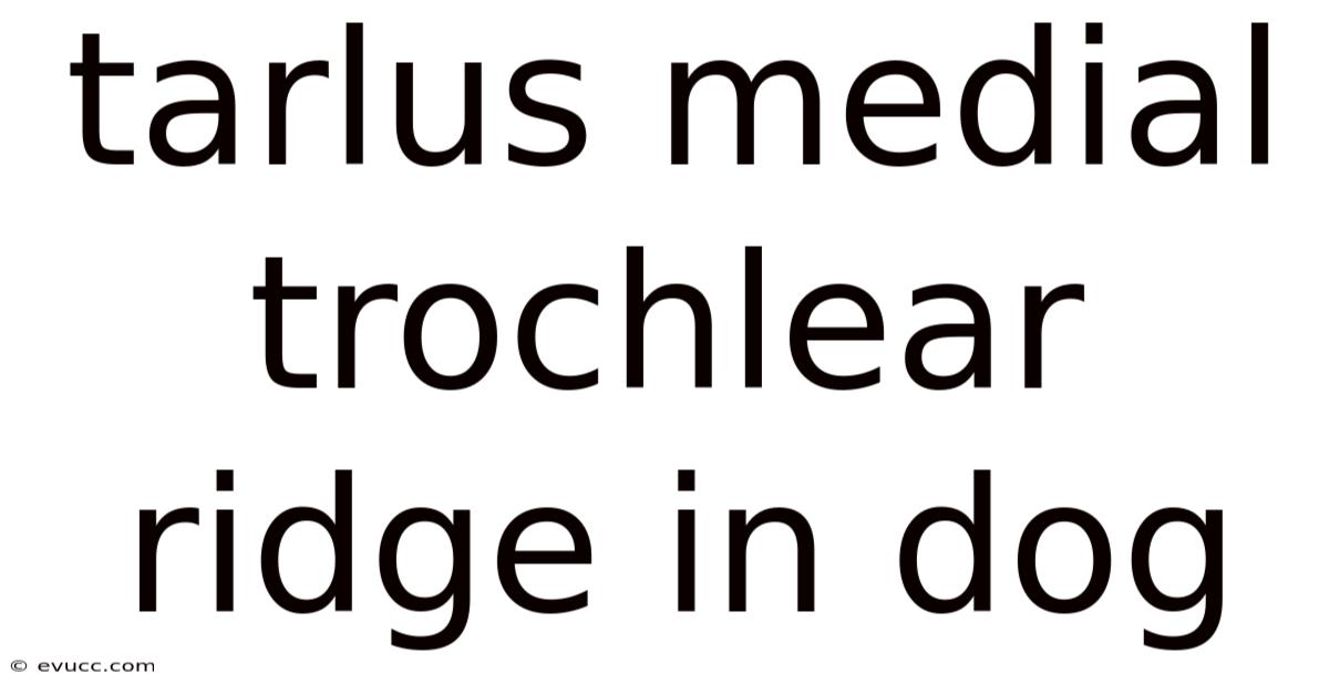 Tarlus Medial Trochlear Ridge In Dog