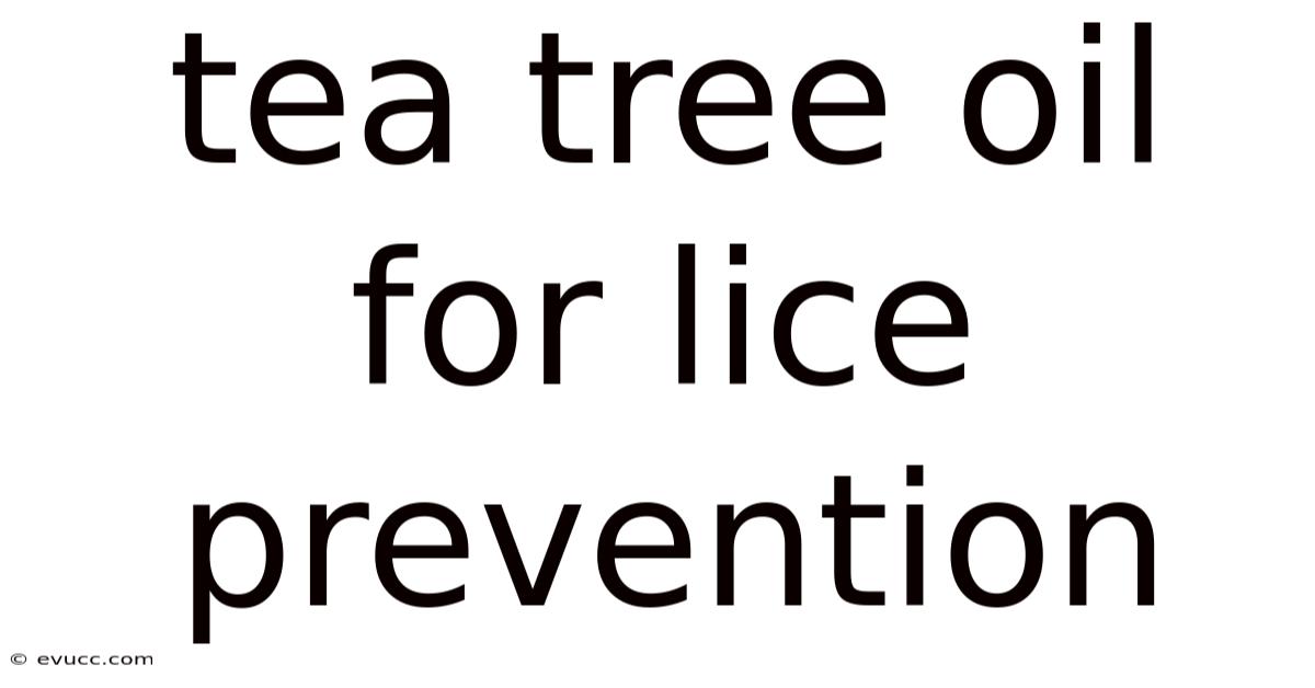 Tea Tree Oil For Lice Prevention