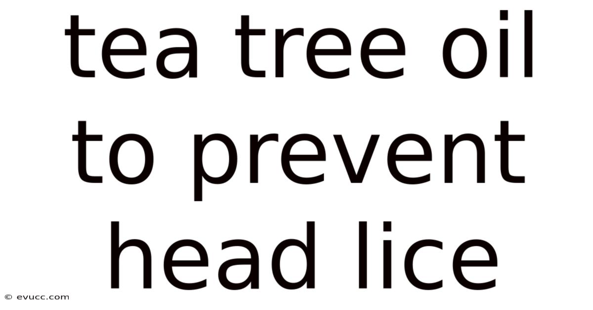 Tea Tree Oil To Prevent Head Lice