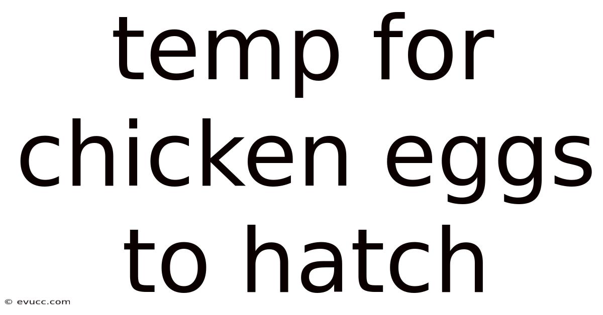 Temp For Chicken Eggs To Hatch