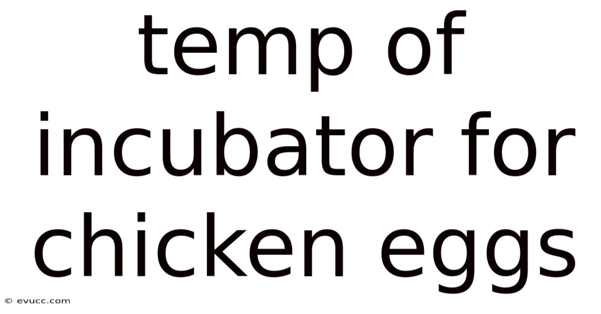 Temp Of Incubator For Chicken Eggs