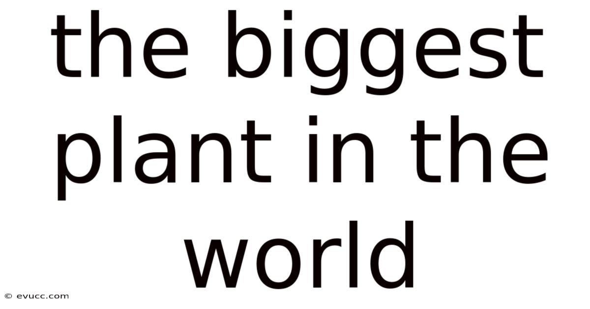 The Biggest Plant In The World