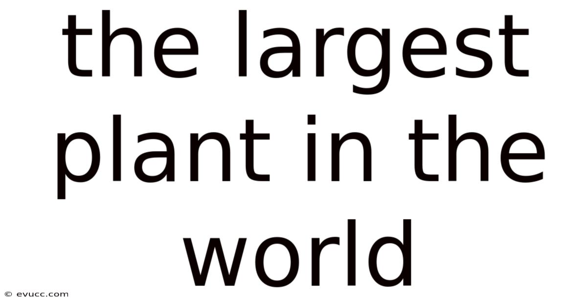 The Largest Plant In The World