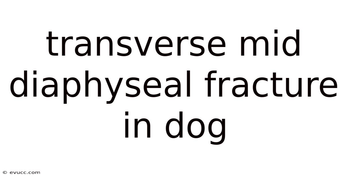 Transverse Mid Diaphyseal Fracture In Dog