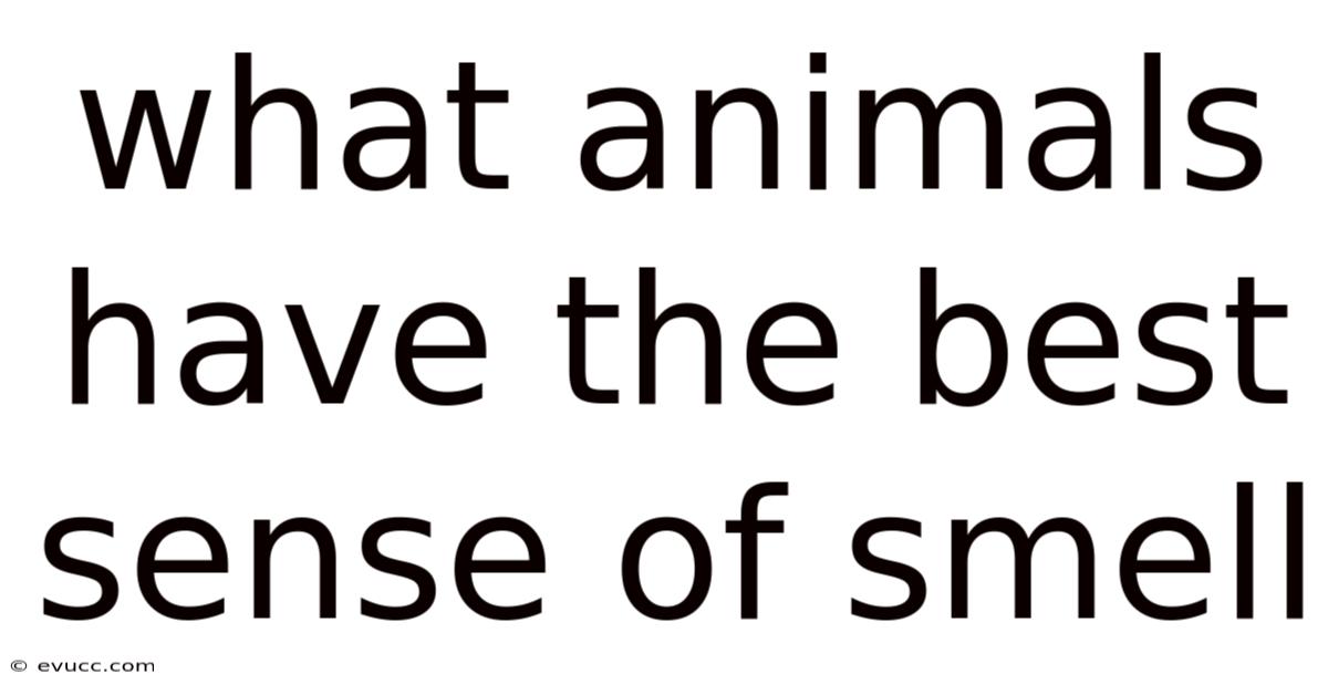 What Animals Have The Best Sense Of Smell