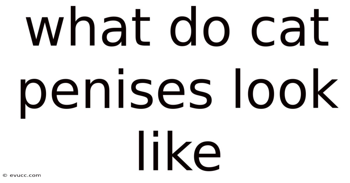 What Do Cat Penises Look Like