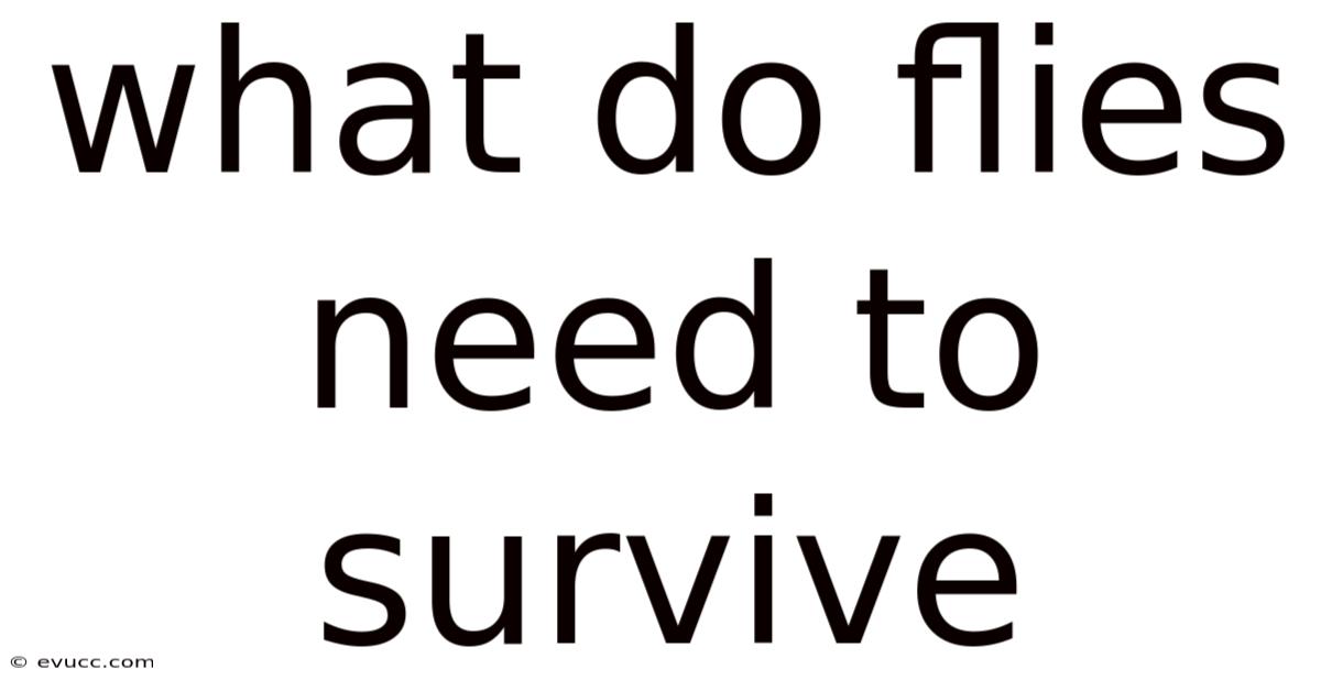What Do Flies Need To Survive