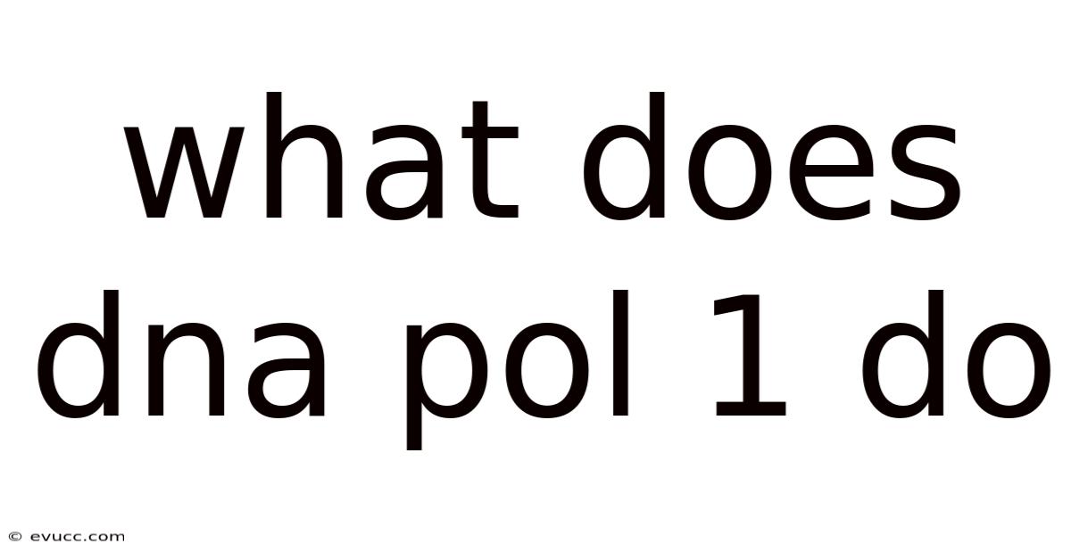 What Does Dna Pol 1 Do