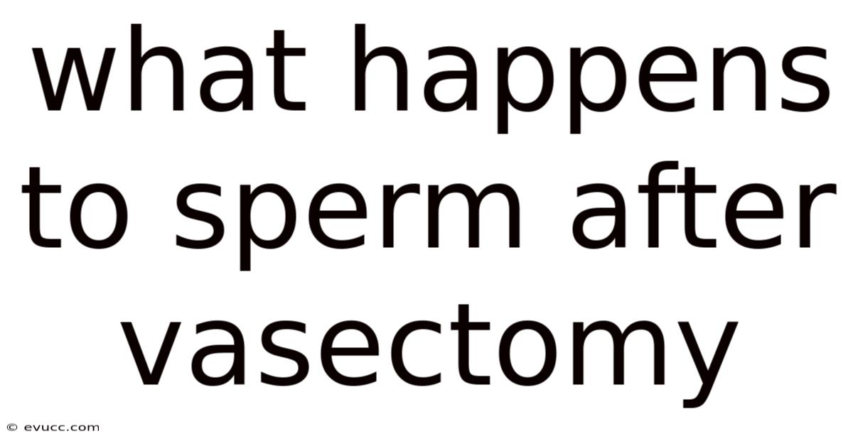 What Happens To Sperm After Vasectomy