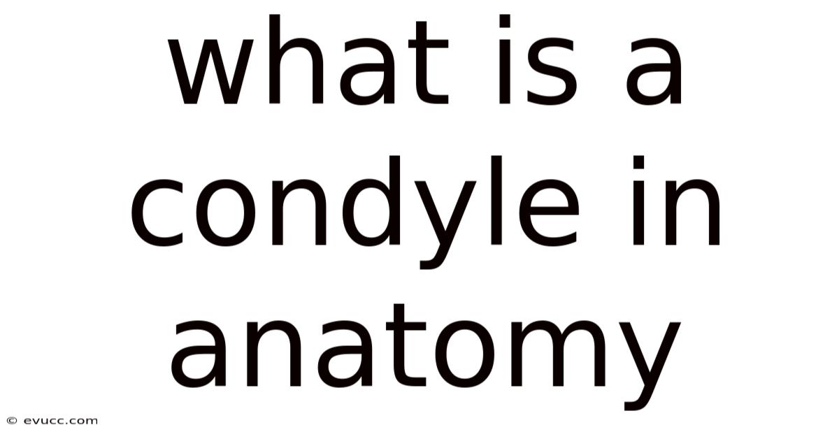 What Is A Condyle In Anatomy