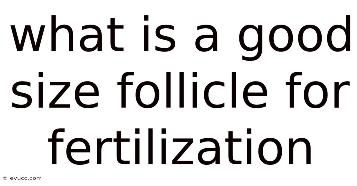 What Is A Good Size Follicle For Fertilization