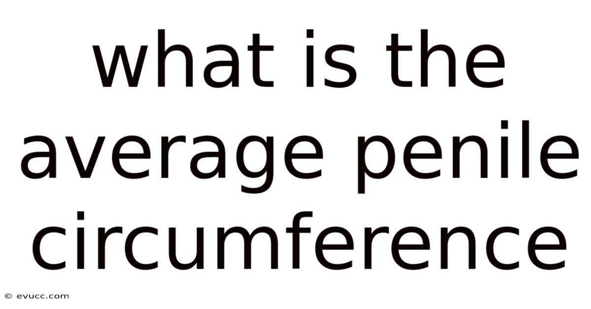 What Is The Average Penile Circumference
