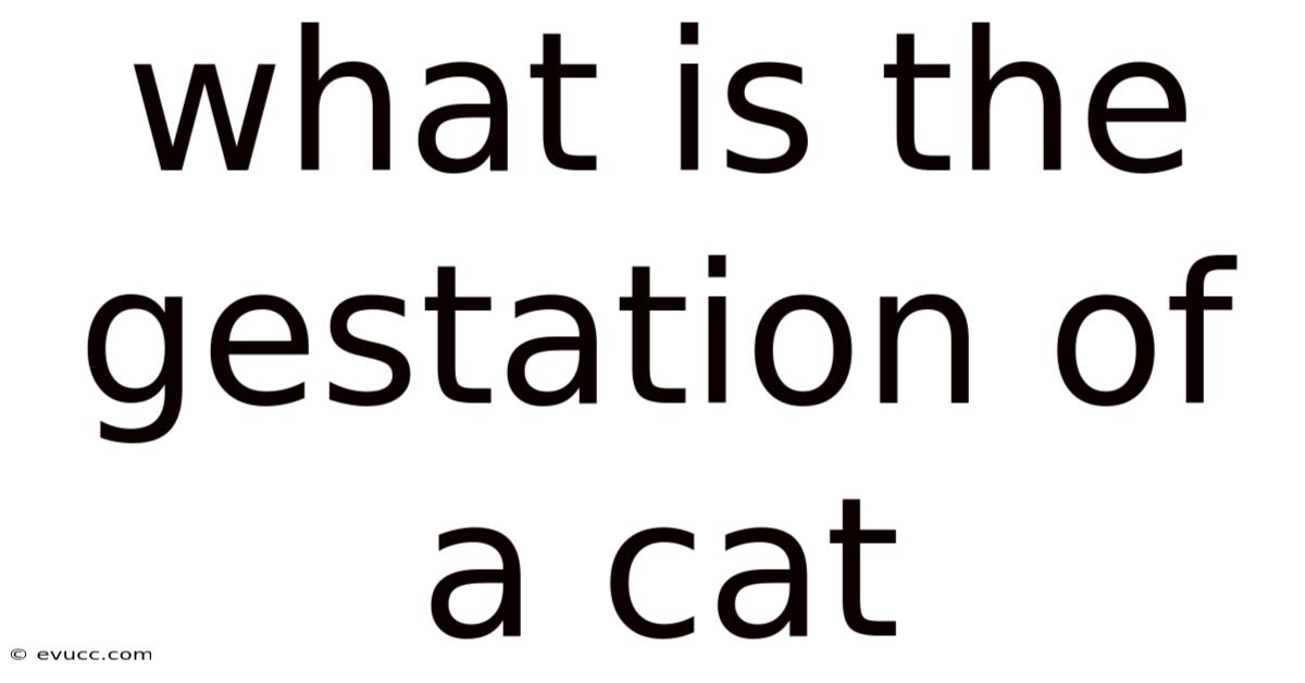 What Is The Gestation Of A Cat