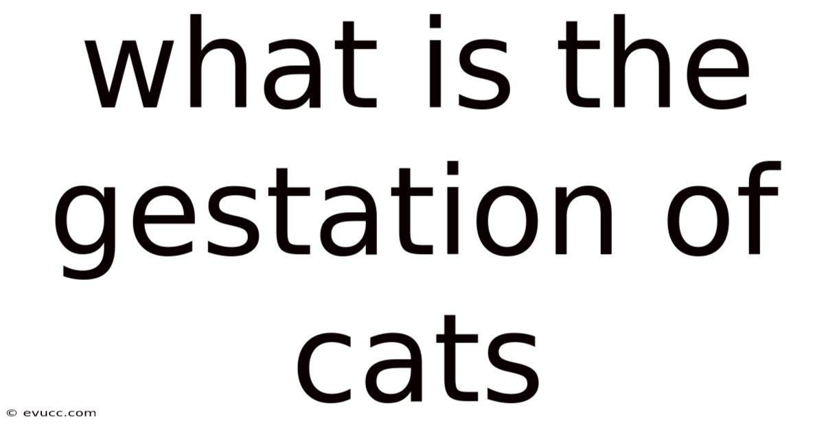 What Is The Gestation Of Cats