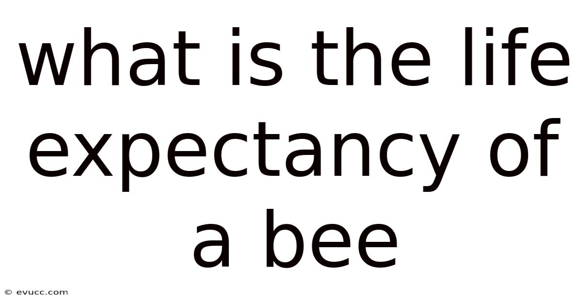 What Is The Life Expectancy Of A Bee
