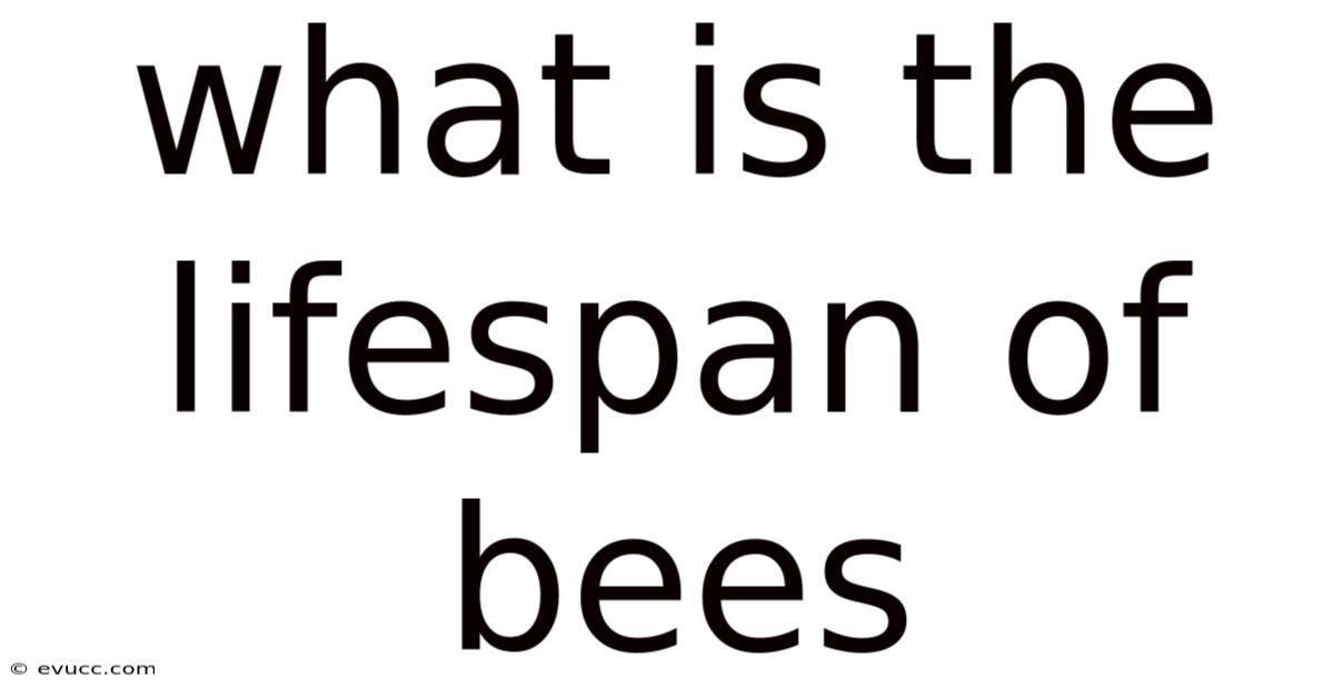 What Is The Lifespan Of Bees